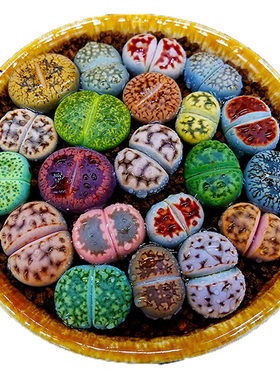 多肉生石花开花母本屁屁花