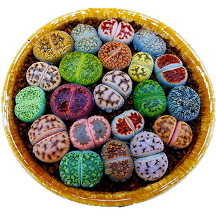 多肉植物生石花组合拼盘肉肉盆栽屁股花PP花屁屁花石生花番杏母本