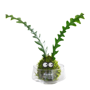 【双马尾苔藓球】鱼骨令箭苔藓球多肉植物好养锯齿昙花绿植盆栽