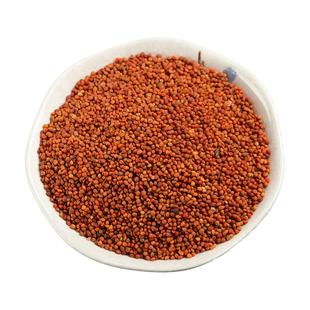 野生楮实子中药材正品色选好货500g河南道地新货中药材楮实子山男