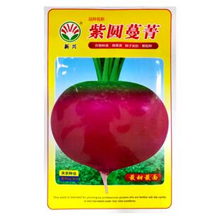 紫圆蔓菁种子菁芜菁甜面特色菜籽诸葛菜头夏秋季阳台盆栽蔬菜种孑