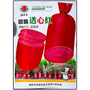 甜脆透心红心红皮长萝卜蔬菜种子孑籽别名莱菔可生吃鲜食秋冬播种