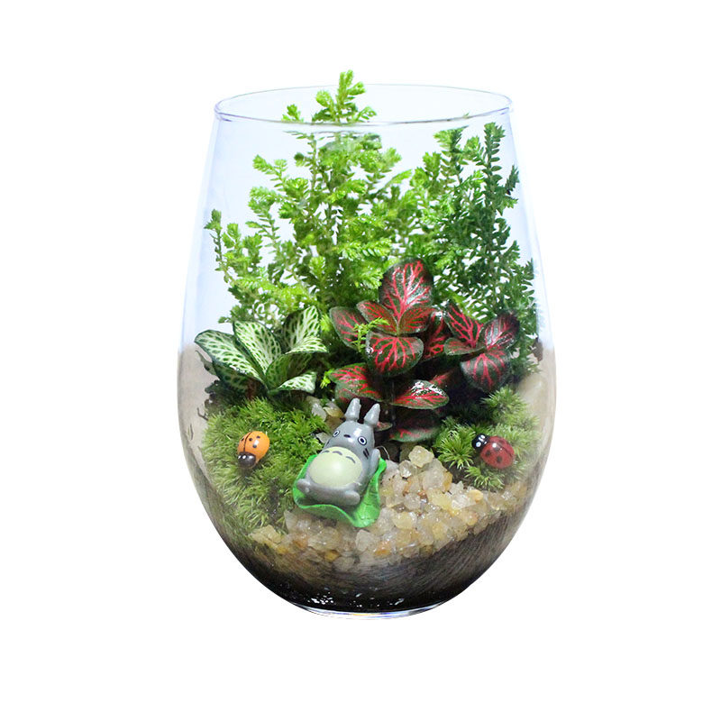 苔藓微景观绿植一生态瓶小盆栽