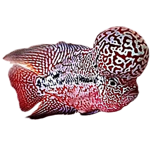 泰国进口观赏罗汉鱼泰金幻彩虹退沙红金花火凤蛇纹泰古典精品鱼苗