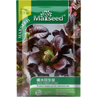 黑木耳生菜种子种苗暗紫皱边深邃色调清甜木质香沙拉配菜蔬菜C195