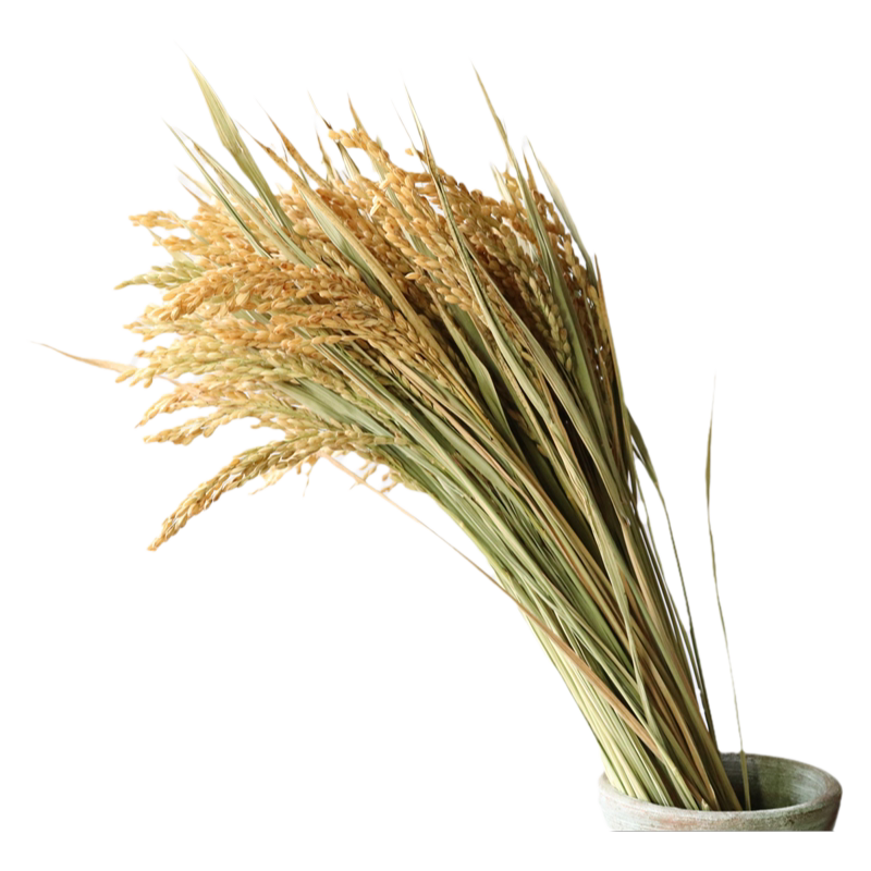 天然稻穗干花水稻装饰摆件