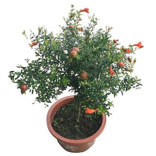 石榴花盆栽 潮汕红花苗 石榴花苗 喜庆吉祥花苗庭院阳台盆栽绿植