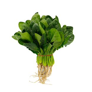 菠菜500g 新鲜采摘时令农家蔬菜火锅食材大叶菠菜红根赤根波斯菜