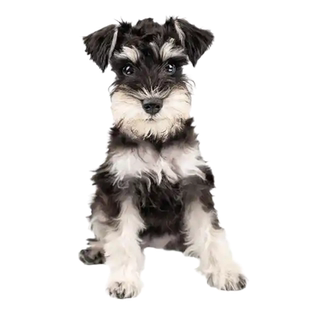 雪纳瑞犬鉴定狗品相品种鉴定估价椒盐色梦幻色黑银雪纳瑞鉴定品相