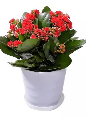 带花长寿花盆栽重瓣金狐狸大花带花苞花苗室内开花好养的花卉好活