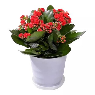 带花长寿花盆栽重瓣金狐狸大花带花苞花苗室内开花好养的花卉好活