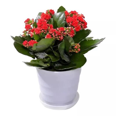 带花长寿花盆栽重瓣金狐狸大花带花苞花苗室内开花好养的花卉好活