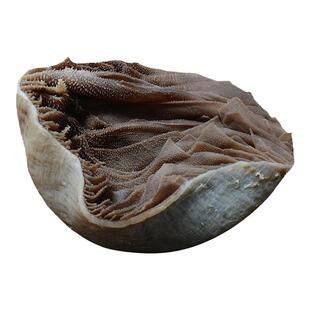 新鲜整个毛肚底板大叶片千层肚火锅食材含水5斤牛百叶商用包邮