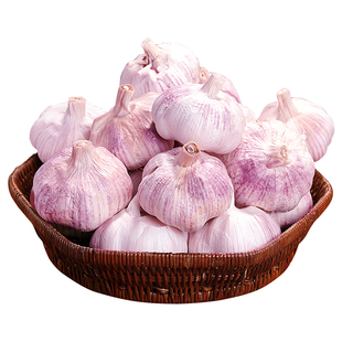 正宗山东金乡紫皮大蒜头当季蔬菜新鲜现挖大蒜干蒜多瓣蒜农家自种