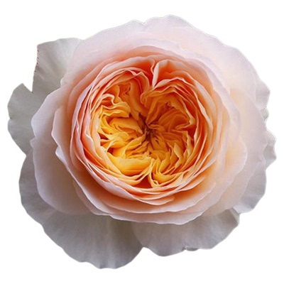 朱丽叶朱丽叶切花月季玫瑰虹越