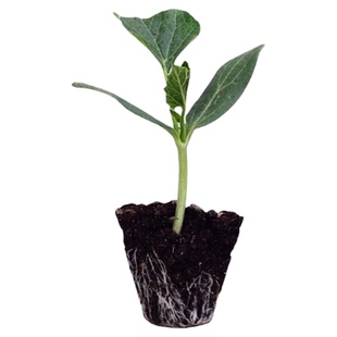 葫芦苗手捻小葫芦种子八宝文玩观赏盆栽特大亚腰葫芦籽大葫芦苗秧