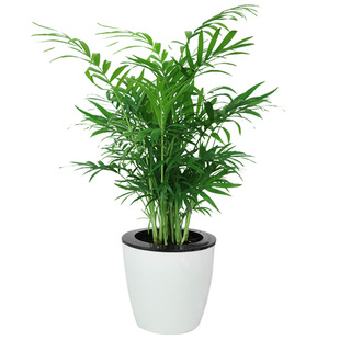 袖珍椰子小型桌面绿植卧室办公室内客厅防辐射花卉喜阴植物同城送