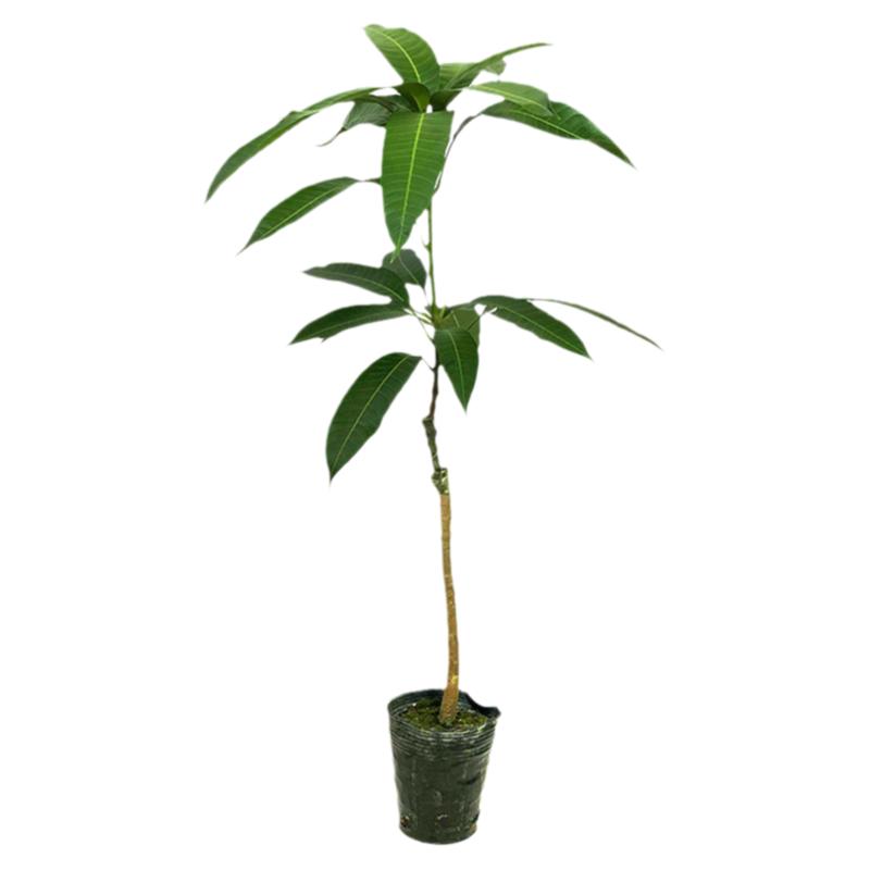 芒果树苗大金煌芒果苗嫁接四季贵妃芒果树苗带土南方庭院盆栽种植