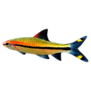 一眉道人活体红眉道人观赏鱼草缸群游鱼之巅南美缸草缸热带鱼