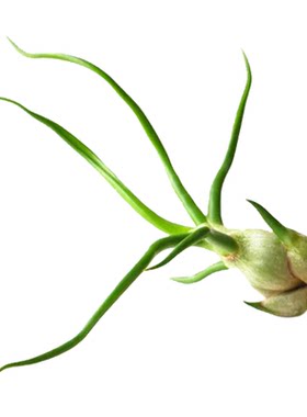 耐阴无土植物小章鱼空气凤梨桌摆