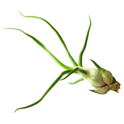 耐阴无土植物小章鱼空气凤梨桌摆