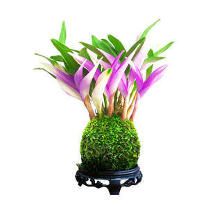 七彩香水石斛兰花四季兰好养绿植浓香型石斛改善睡眠绿植净化空气