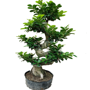 中华榕摇钱树绿植盆栽老桩小叶榕树盆景植物室外阳台榕树金钱榕