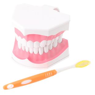 儿童早教刷牙模型两倍大幼儿口腔教学模型牙齿模型幼儿园教刷牙