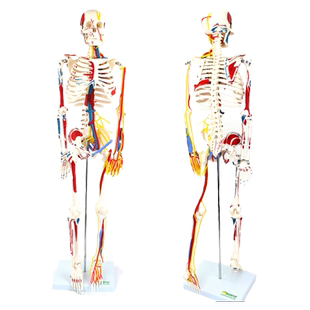 ENOVO颐诺85CM医学用人体骨骼模型肌肉起止点神经血管骨架人体模型骷髅教学脊椎全身仿真小白骨架标本上海