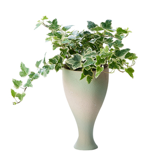 雪莹常春藤爱心叶盆栽办公室内客厅桌面绿植耐阴好养垂吊爬藤植物