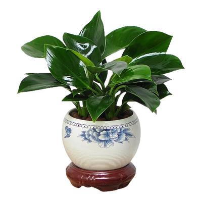 铂金钻盆栽绿萝室内好养吸醛植物