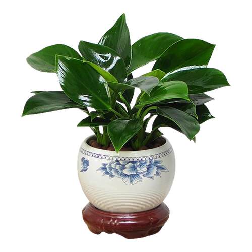 铂金钻盆栽绿萝箩花卉室内植物水培办公室除醛绿植多肉发财树好养