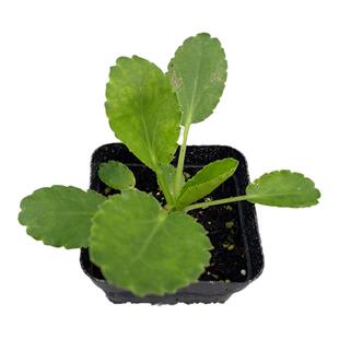 蓝刺头蓝色星球花苗  海滨刺芹 多年生耐寒宿根 花卉【鲁虹园艺】