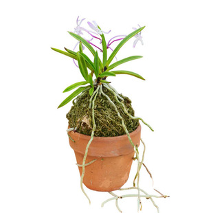 开花浓香韩国红花长距风兰舟山风兰江西泰国西昌日本豆叶长距叶艺