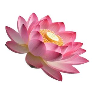 硅藻泥吸水垫浴室地垫步步生莲花家用门垫厨房卫生间厕所防滑脚垫