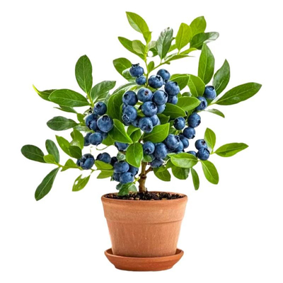 蓝莓树苗带土发货南北方种植耐寒