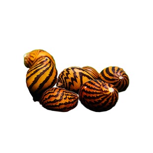 斑马螺鱼缸观赏螺宠物螺除藻蜗牛西瓜螺活体草缸清洁汽水螺虎纹螺