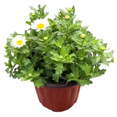 菊花白晶菊庭院阳台春季耐养