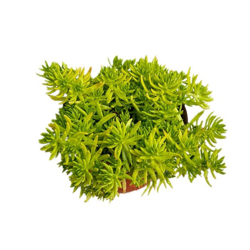 黄金佛甲草中华景天四季常绿草坪