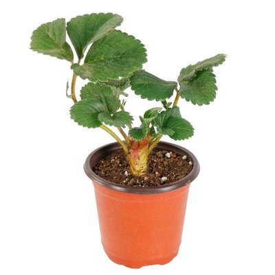 新苗当年结果奶油草莓四季结果