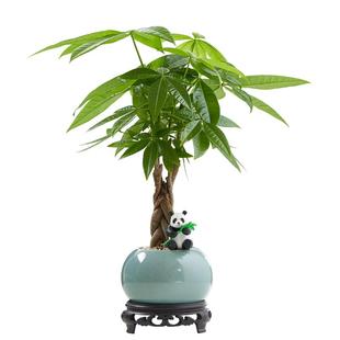 发财树盆栽植物室内客厅禅意招财树盆景办公室桌面好养四季绿植