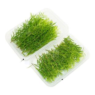 新鲜黄金柳芽嫩芽30支黄金银柳烘焙蛋糕西餐装饰西餐摆盘装饰花草