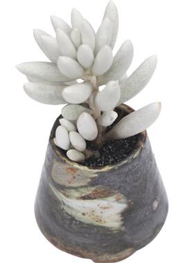 室内阳台白的多肉银月好养