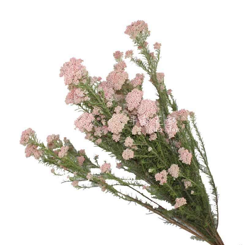 diy原色少女粉高端家居装饰干花