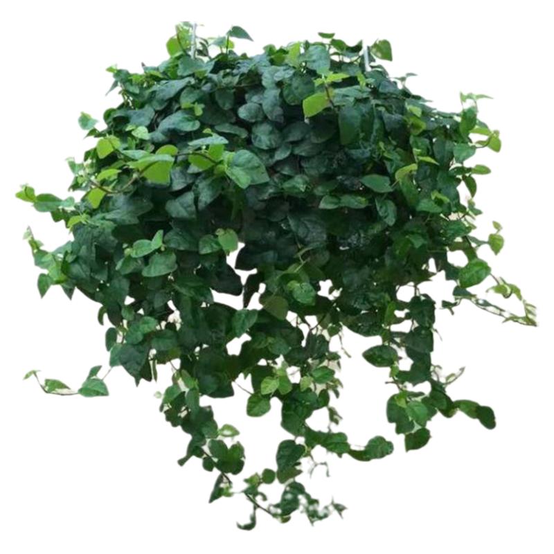 薜荔植物 青叶薛荔 霹雳植物薛荔盆栽爬藤四季户外墙体绿植爬墙