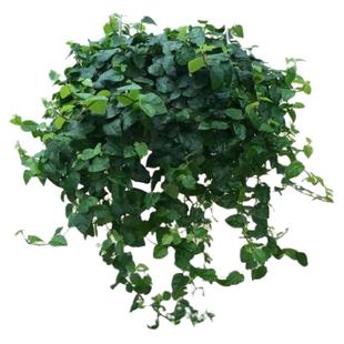 薜荔植物 青叶薛荔 霹雳植物薛荔盆栽爬藤四季户外墙体绿植爬墙