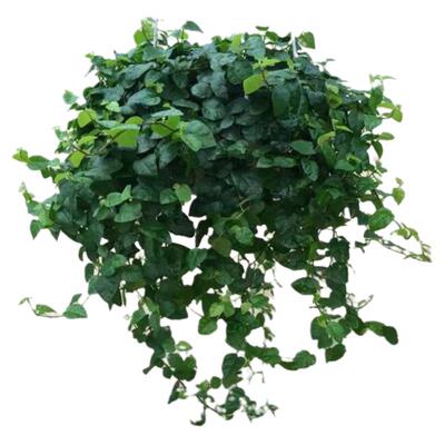薜荔植物 青叶薛荔 霹雳植物薛荔盆栽爬藤四季户外墙体绿植爬墙
