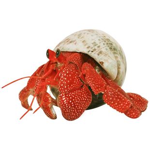 陆生寄居蟹宠物超大灰白深紫黑莓草莓短腕观赏寄居蟹小螃蟹家养