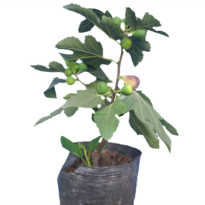 四川波姬红无花果树苗