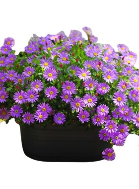 多年生姬小菊花种子籽庭院花籽